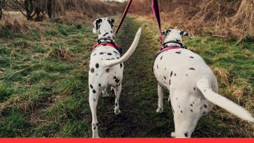 Tail Wagging Truths