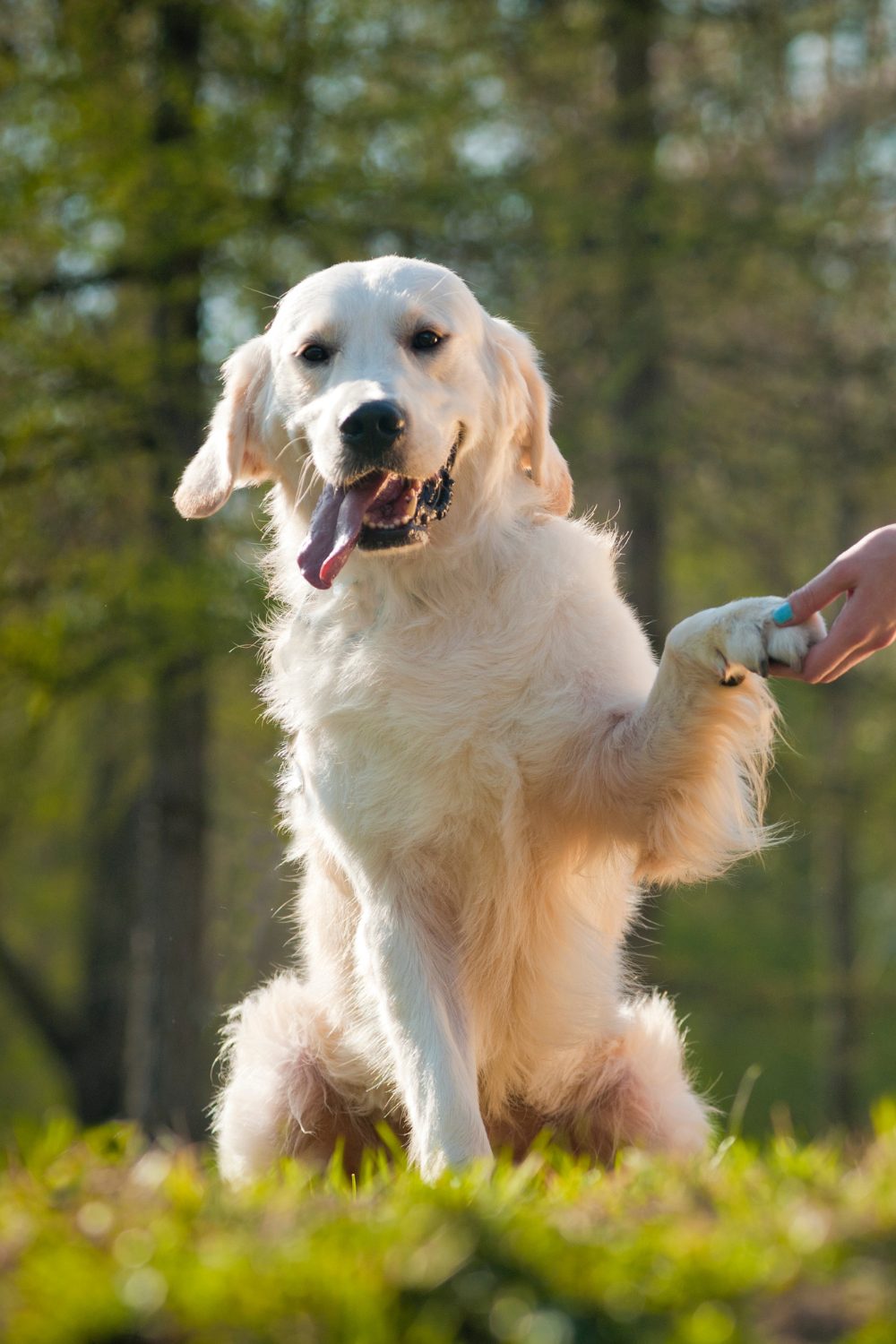 aggressive vs Friendly Dog Breeds