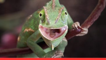 Perfect Habitat for Your Exotic Pet