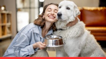 Best Dry Dog Food for Senior Dogs