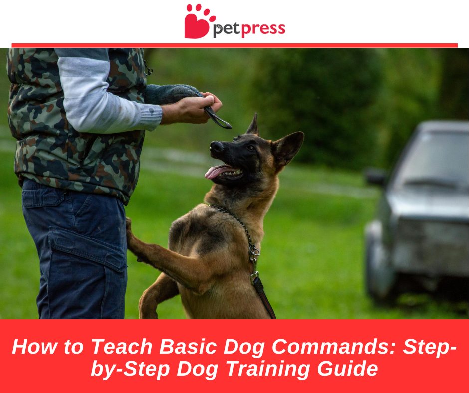 How to Teach Basic Dog Commands: Step-by-Step Dog Training Guide - PetPress