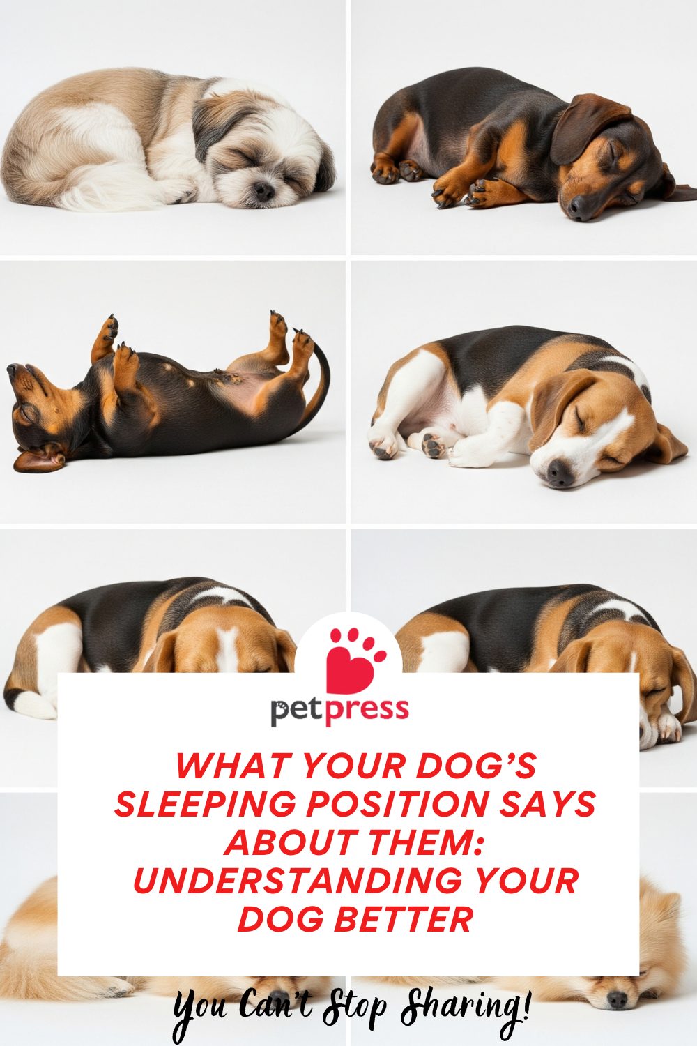 Dog’s Sleeping Position Says About Them