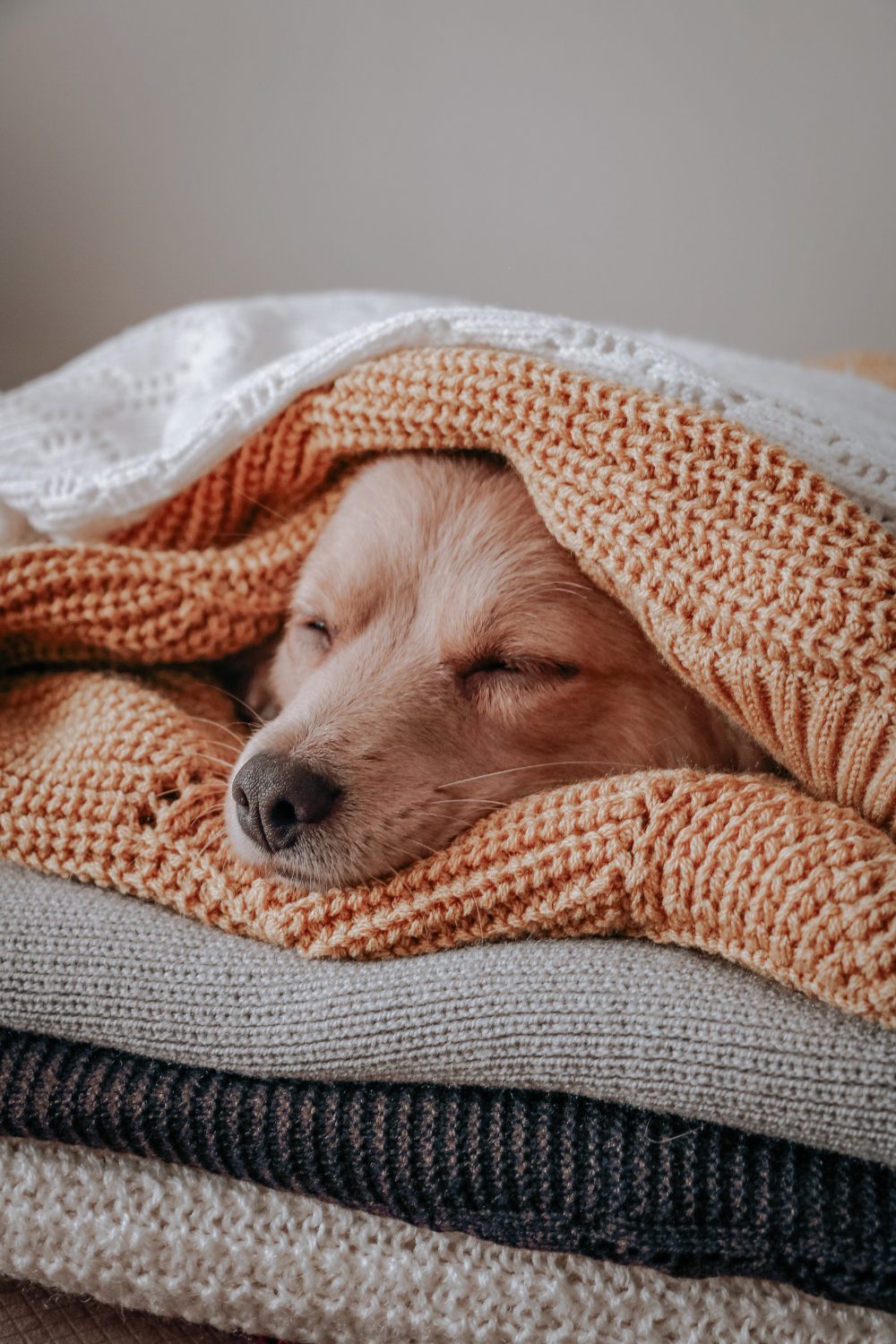 Dog’s Sleeping Position Says About Them