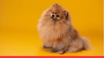 How Dogs See Humans