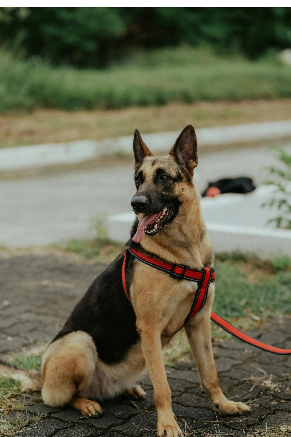 Best Guard Dogs