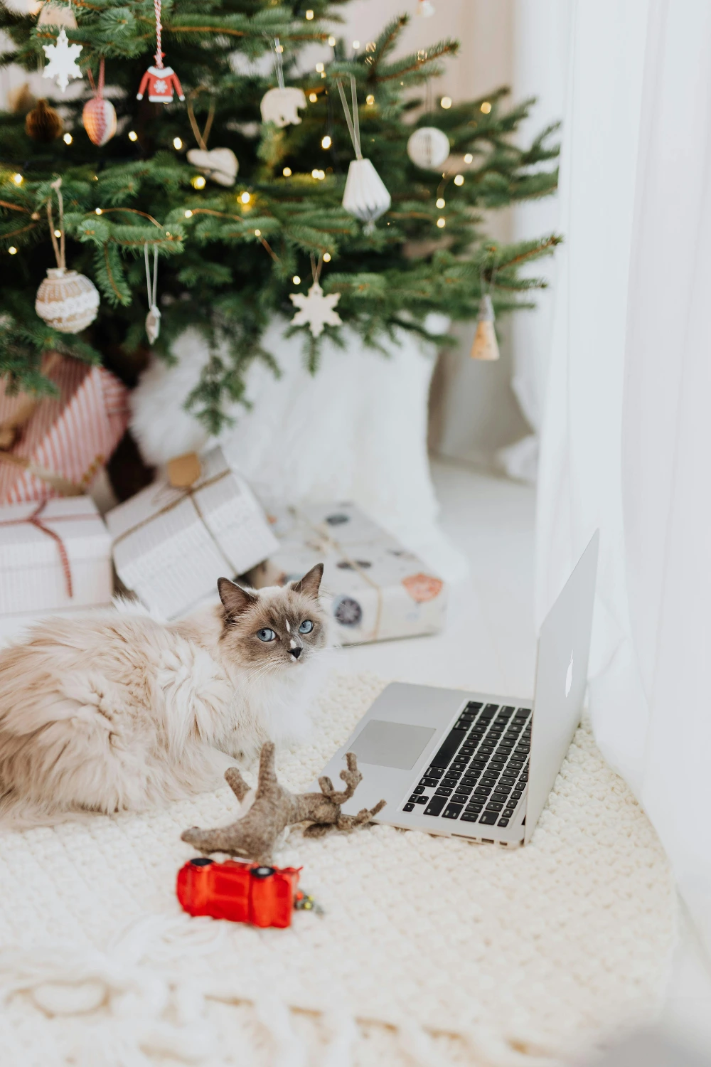 Avoiding Holiday Weight Gain in Indoor Cats