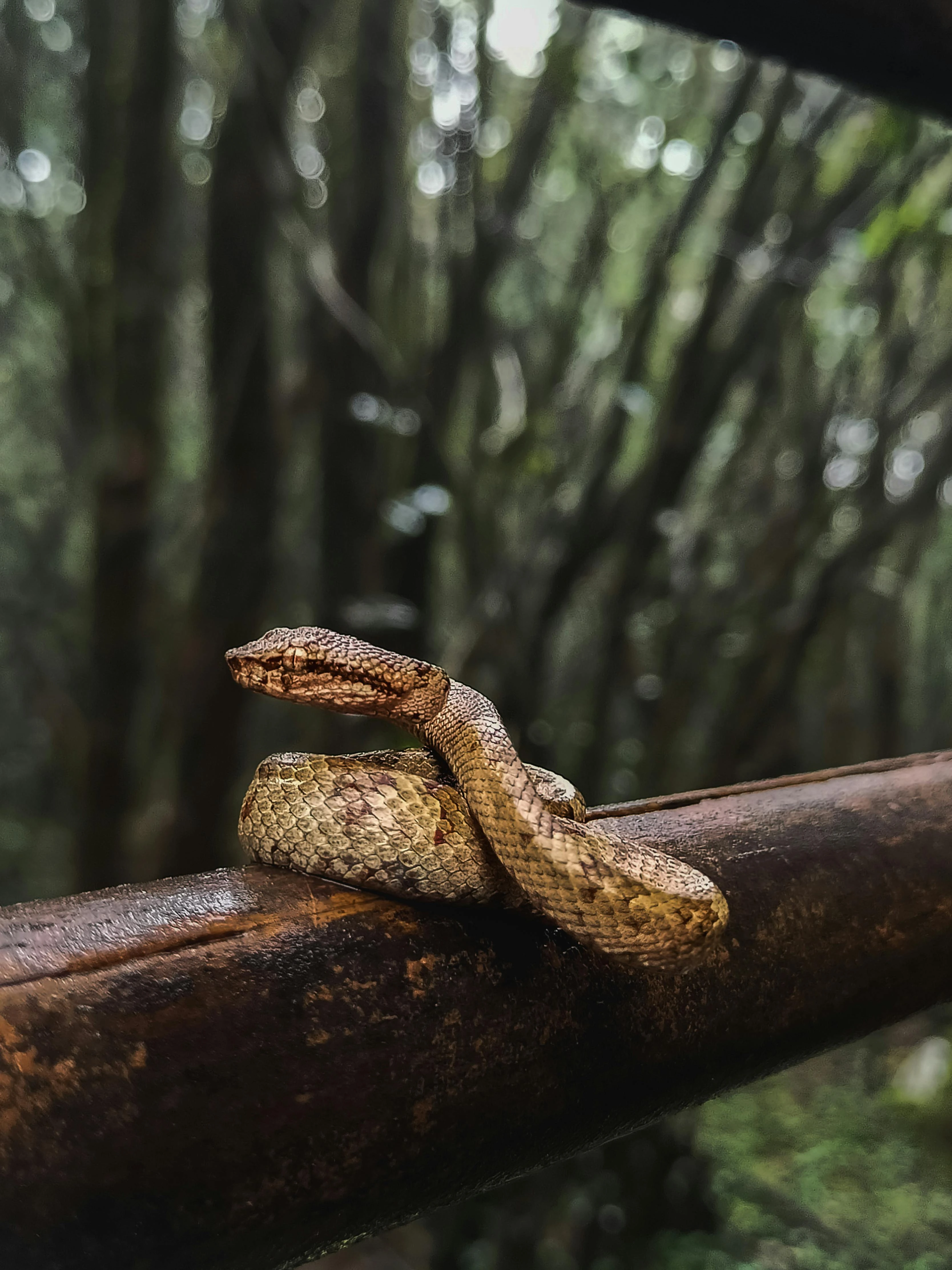 50+ Cool Snake Names