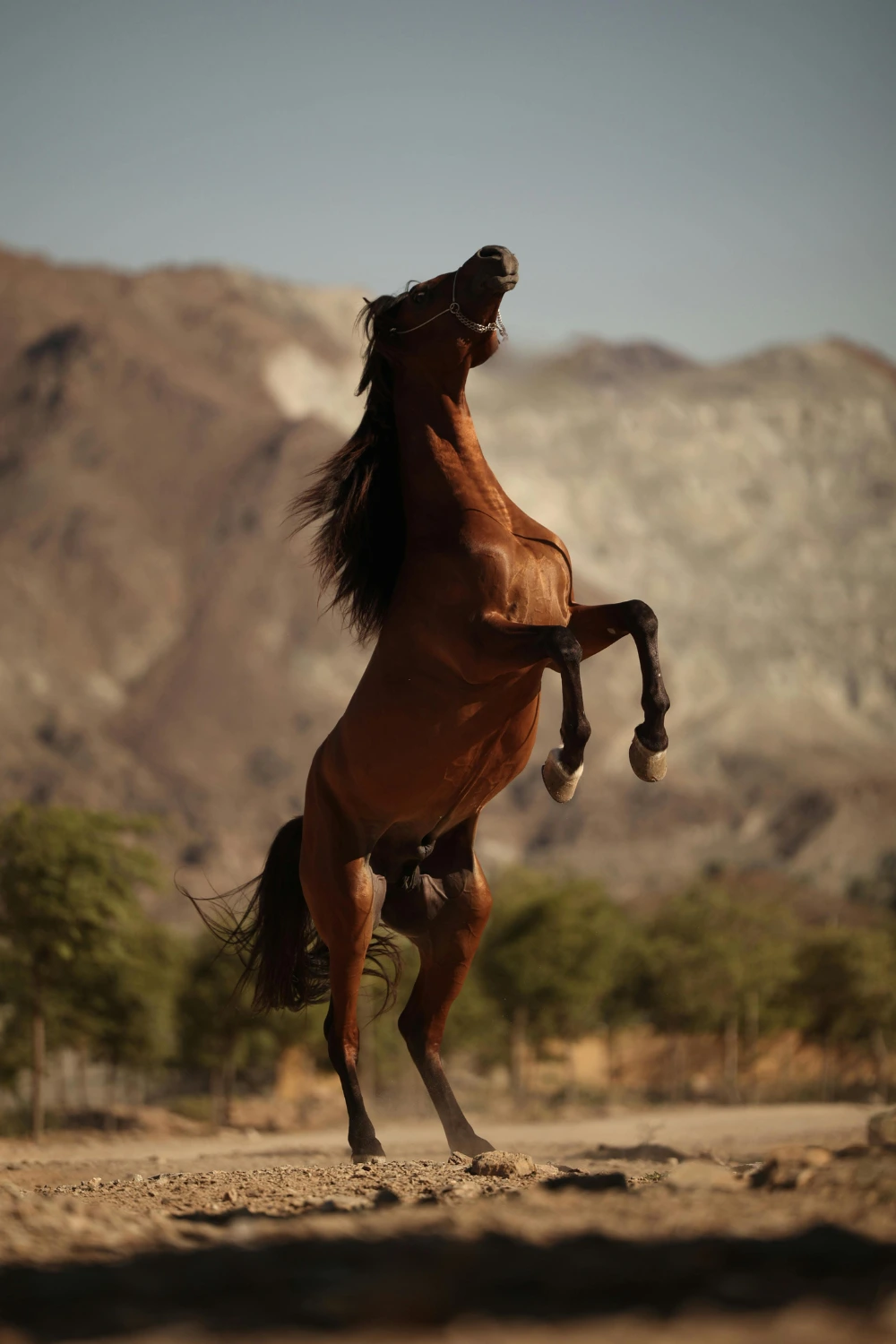Best Horse Hoof Supplement
