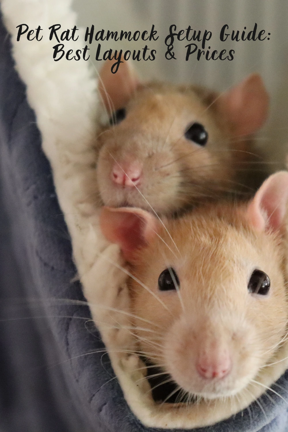 Pet Rat Hammock Setup Guide