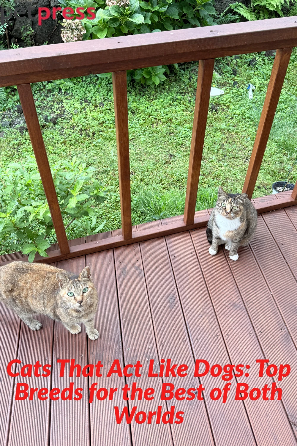 Cats That Act Like Dogs