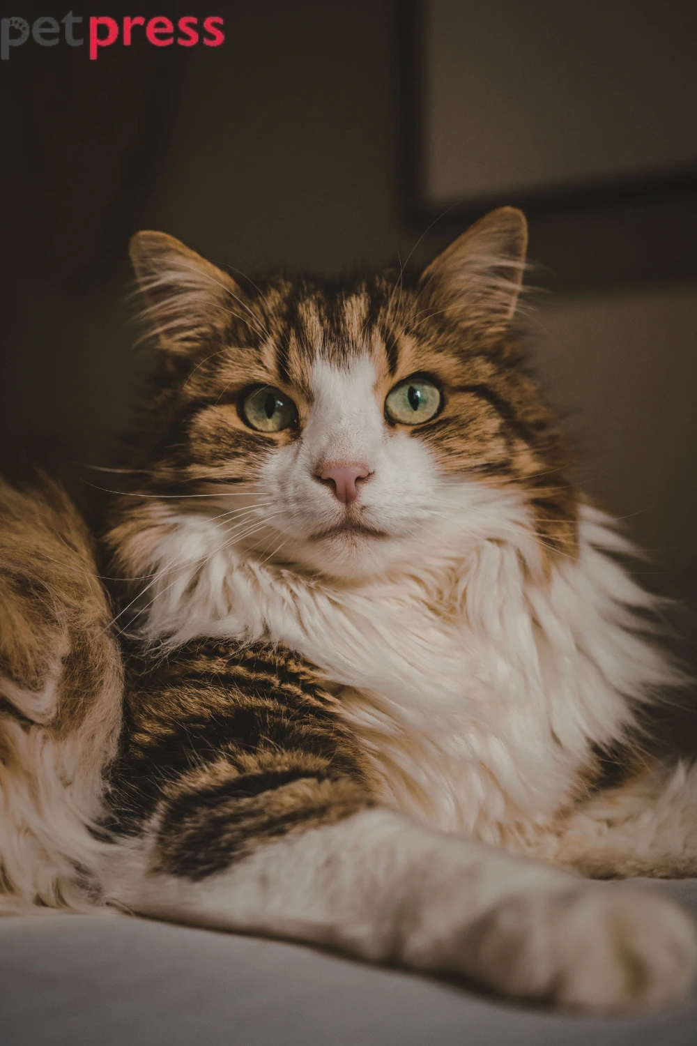 The Best Mother's Day Gifts for Pet Owners in 2026: Ideas She Will Absolutely Love