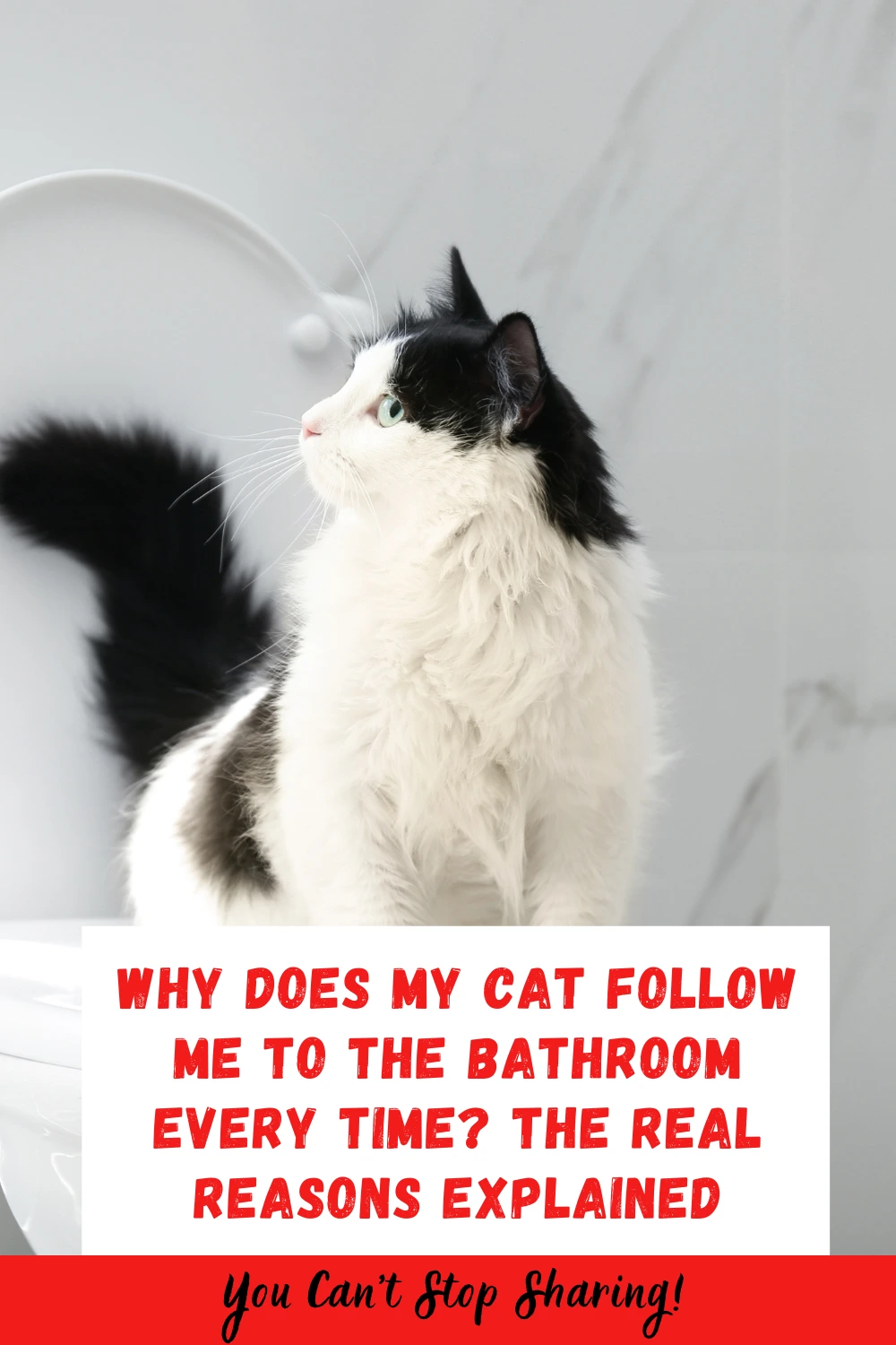 Why Does My Cat Follow Me to the Bathroom Every Time? The Real Reasons Explained