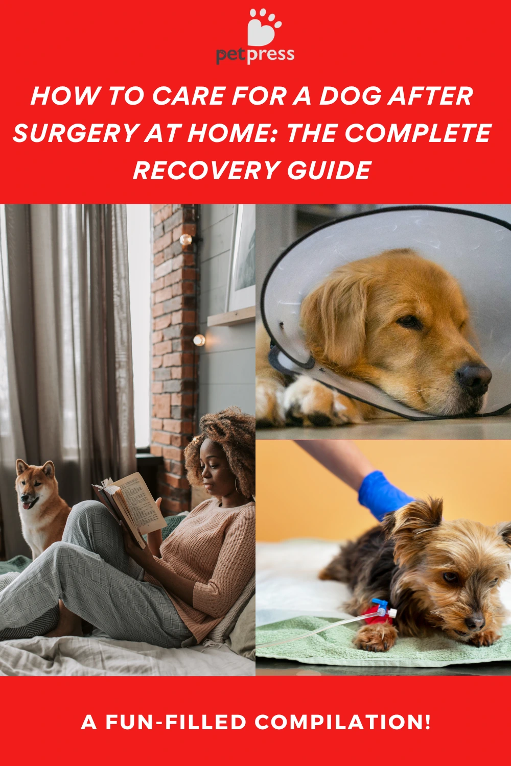 How to Care for a Dog After Surgery at Home: The Complete Recovery Guide
