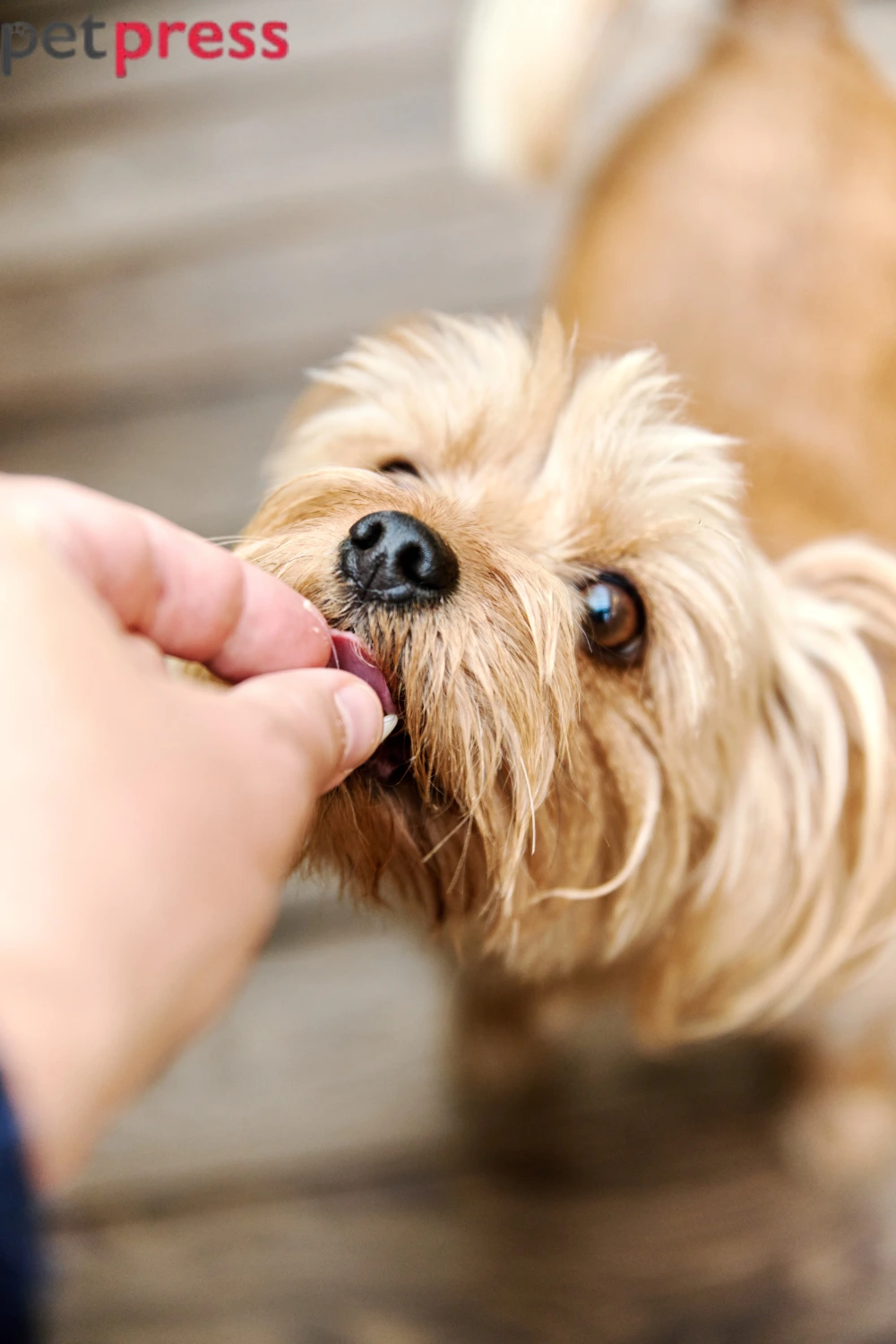 Is BBQ Food Safe for Dogs on Memorial Day? | Pet Safety Guide