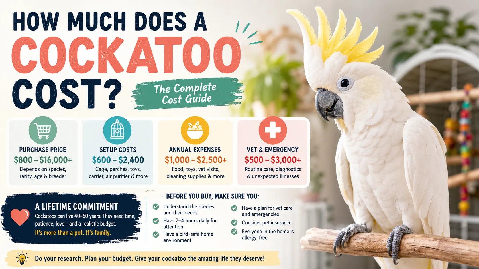 Cockatoo