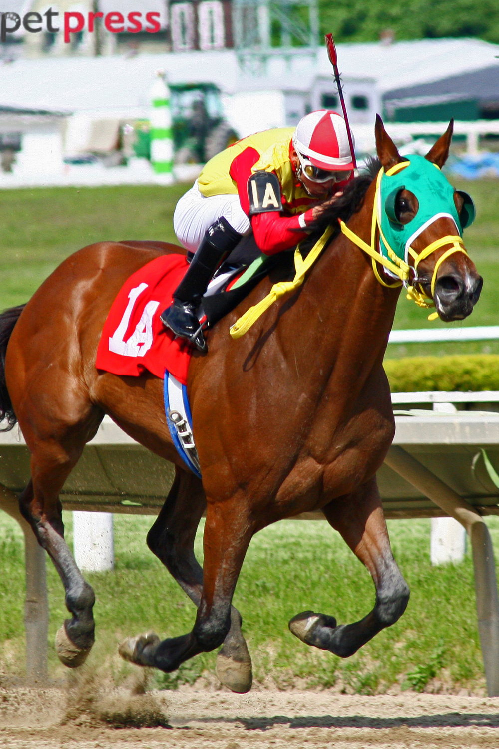 Thoroughbred: The Heart of the Racing World