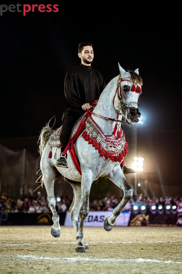 Arabian Horse: Elegance Rooted in History