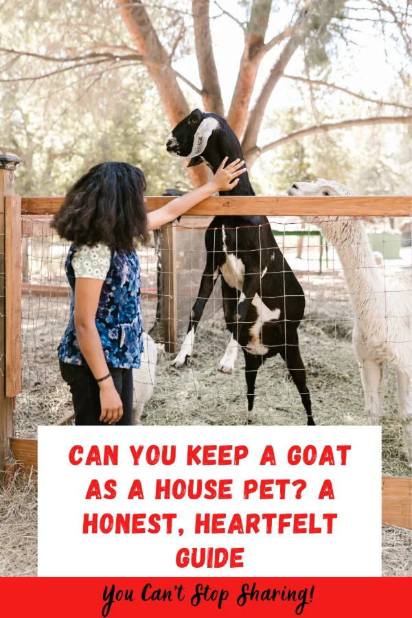 Thinking about bringing a goat inside? Discover the reality of keeping a goat as a house pet, from housebreaking challenges to their deep emotional needs.