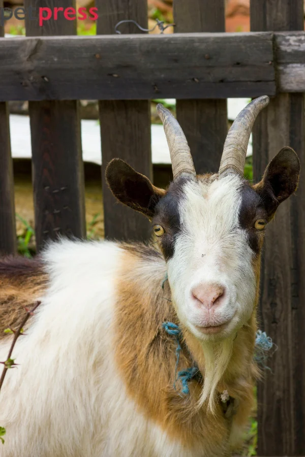 Goat as a House Pet