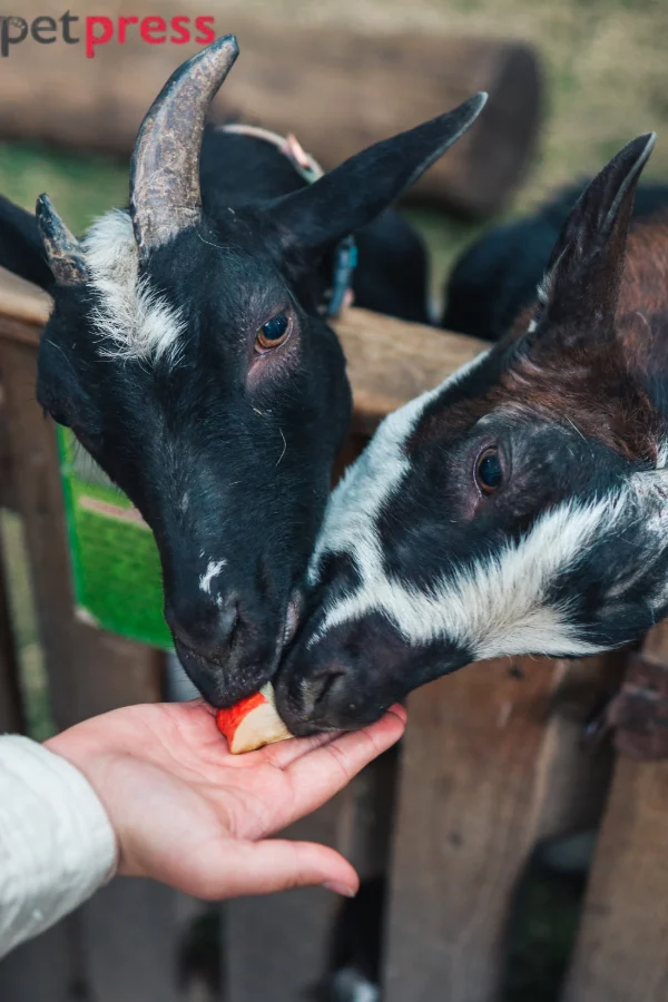 Goat as a House Pet