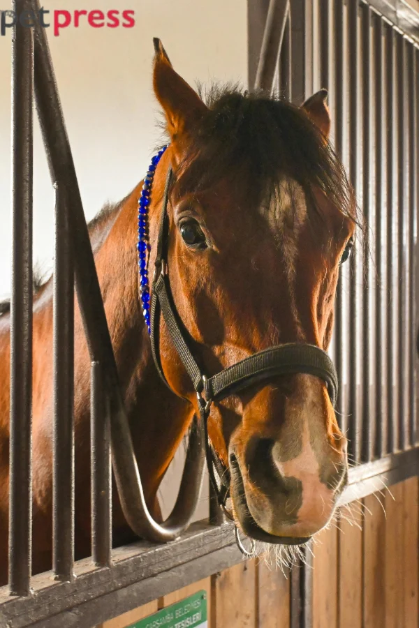 Most Expensive Horse Breeds in the World: A Heartfelt Guide