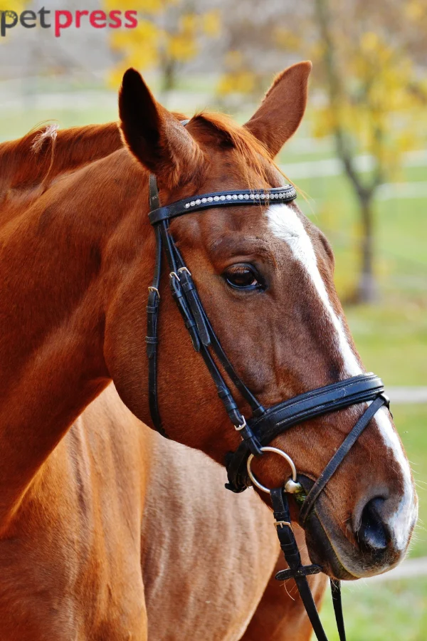 Selle Français Horse