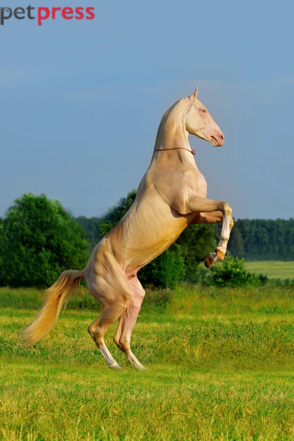Akhal-Teke Horse