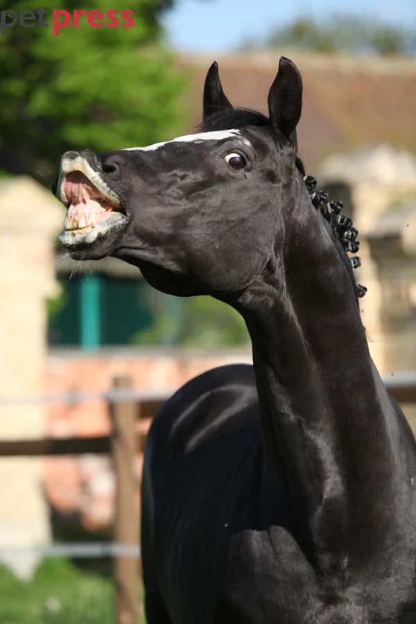 Dutch Warmblood Horse