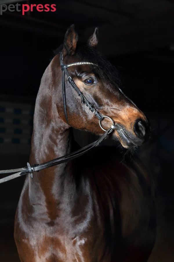 Holsteiner Horse