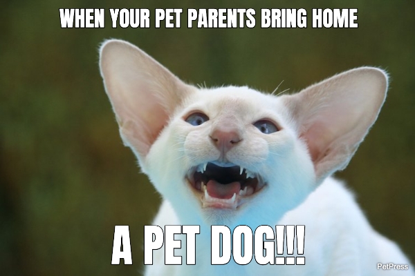 Angry cat meme