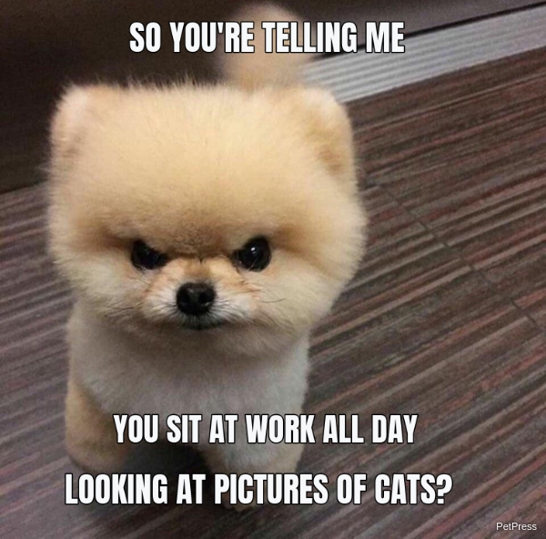 angry dog jealous meme