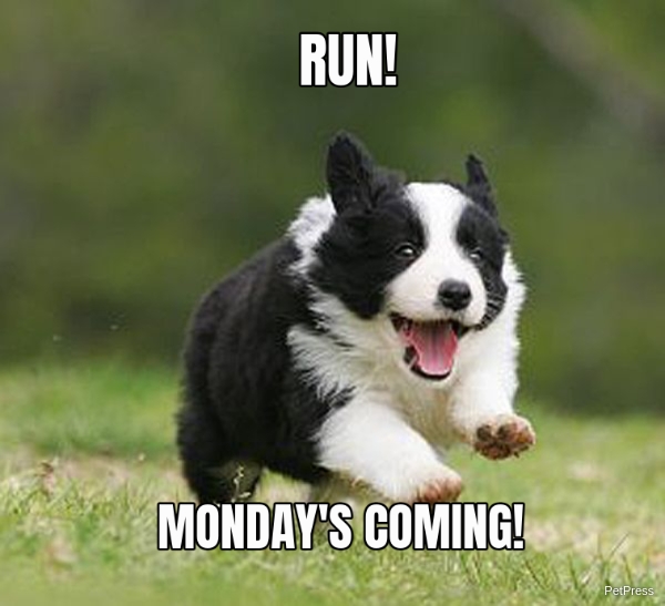 border collie monday meme