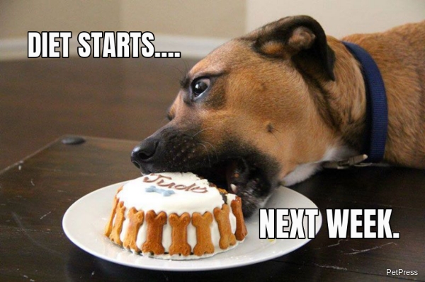 fat dog on diet