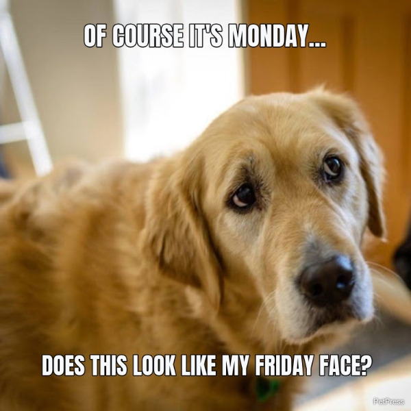 Monday golden retriever meme