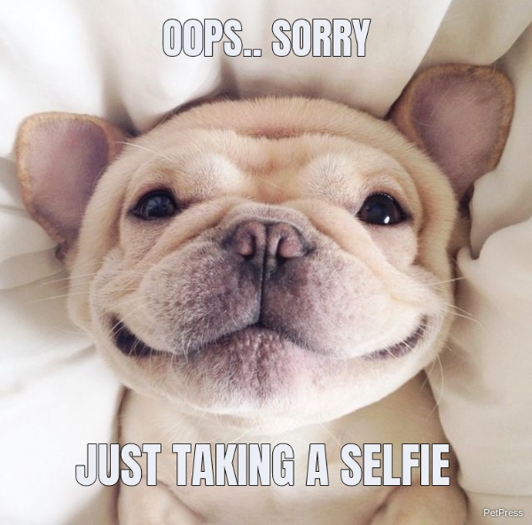 Puppy Smiling Dog Meme