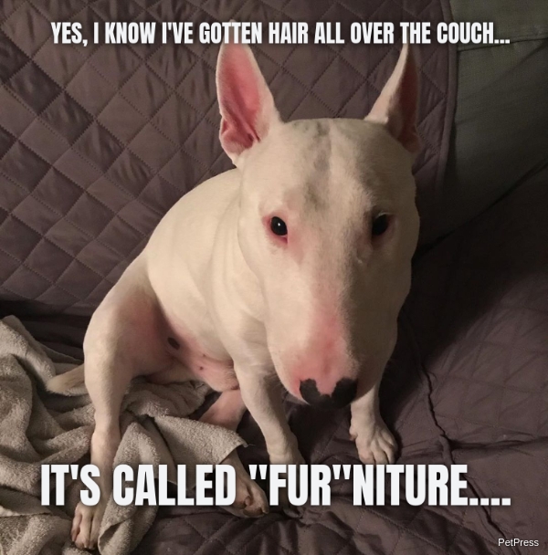 YES, I KNOW I'VE GOTTEN HAIR ALL OVER THE COUCH... IT'S CALLED "FUR"NITURE....