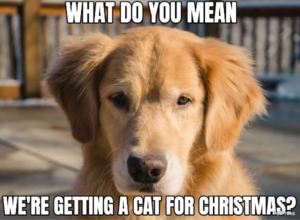 annoyed golden retriever christmas meme