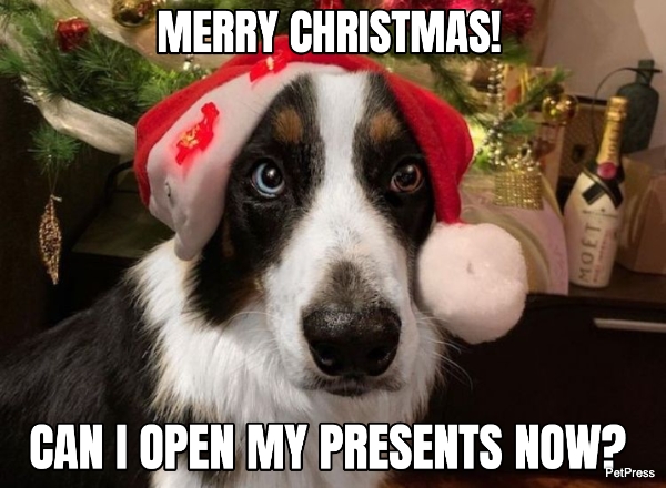 border collie christmas meme | petpress
