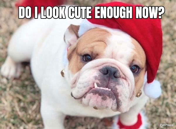 english bulldog christmas meme | petpress